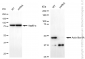 KD-Validated Anti-Actin like 6A Rabbit Monoclonal Antibody